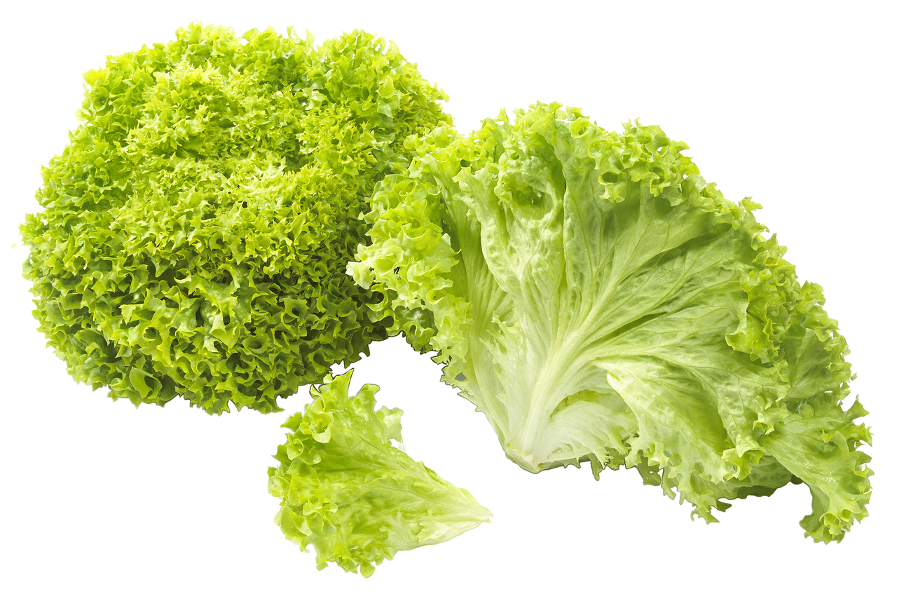 Salat Lollo Bionda gepackt Stück