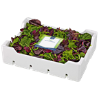 500g Wildkräutersalat