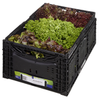 Salat mix Kiste