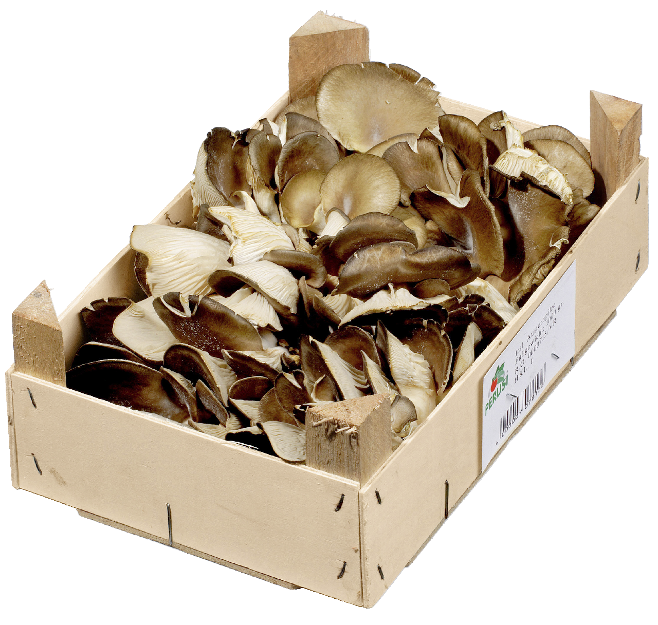 Austernpilze 1,5 kg