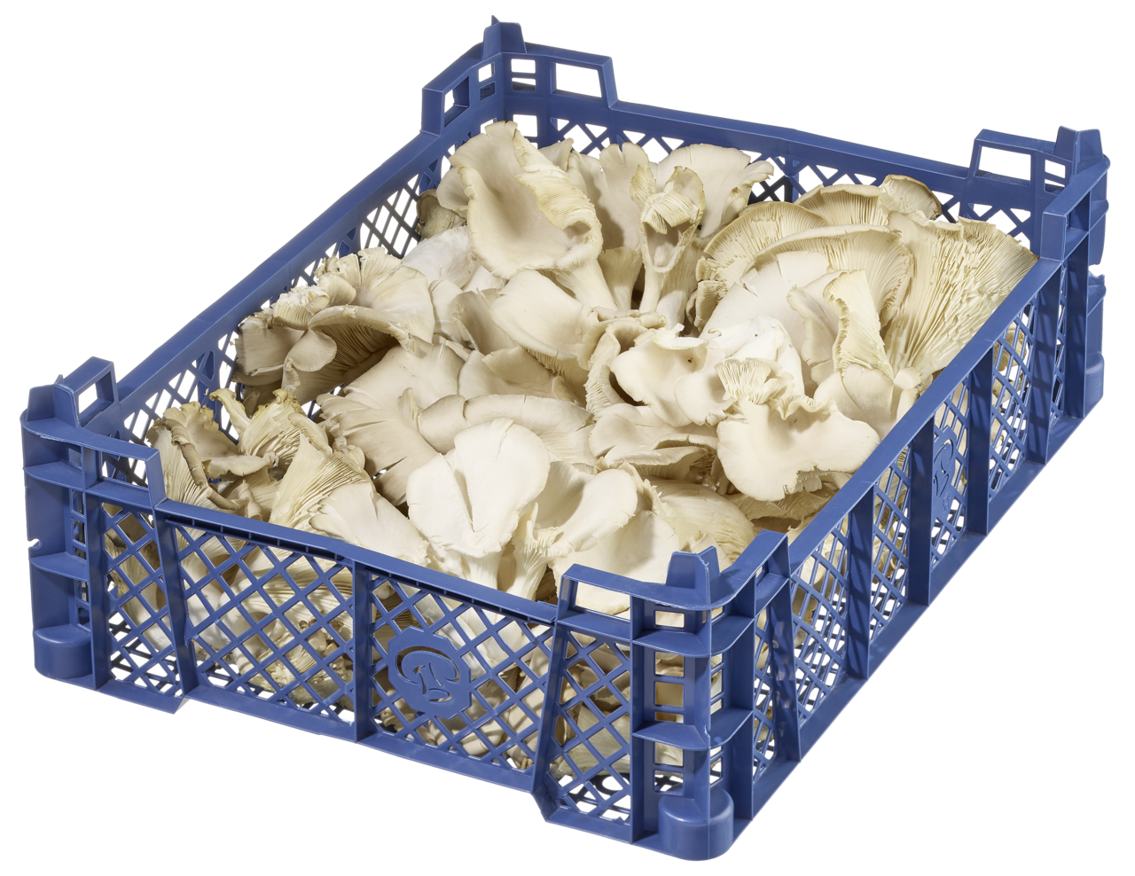 Austernpilze 1,5 kg