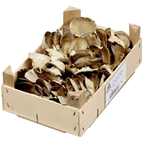Austernpilze Polen - 1,5 kg Kiste