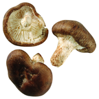 METRO Chef Shii-Take Pilze Ukraine - 1 kg Korb