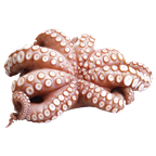 METRO Chef Octopus Blume, roh, 2-3 kg, tiefgefroren - je kg