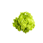 Salat Lollo bionda Frankreich - 300 g Stück
