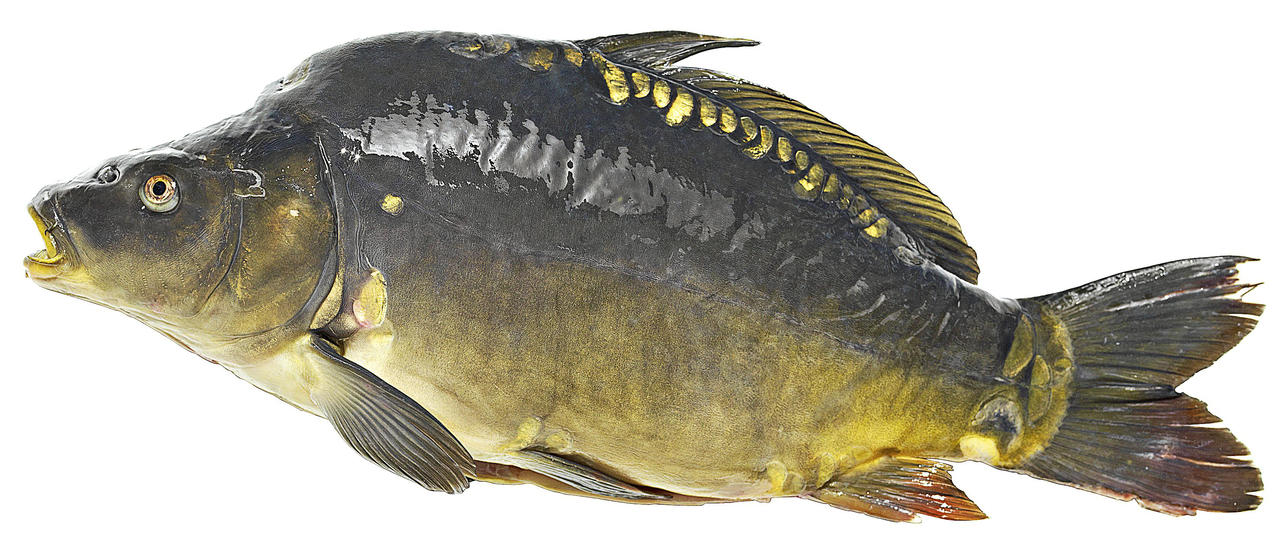 Spiegelkarpfen ausgenommen mit Kopf ca. 2 - 3 kg - je kg