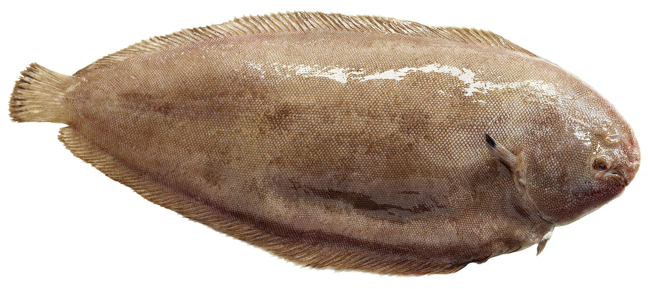 Seezungeausgenommen mit Kopf Niederlande ca. 200 - 300 g Stücke- je kg