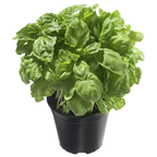 METRO Chef Bio Basilikum Deutschland 13 cm Topf - 200 g Topf