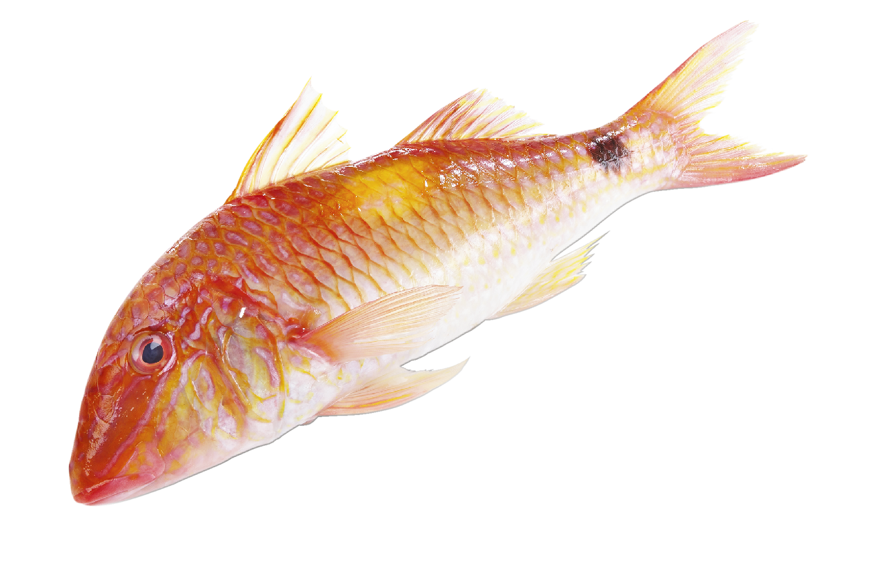 Meerbarbe Rot mit Haut 300 g+ - je kg
