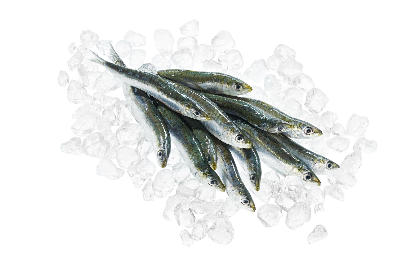 Sardinen - je kg