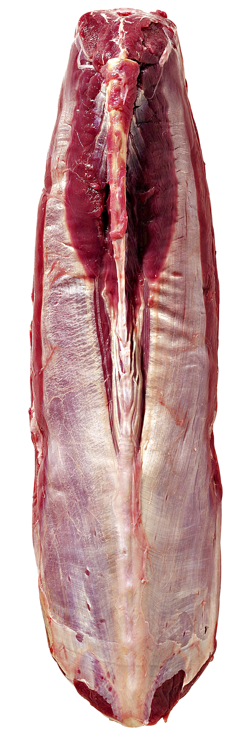Reh-Rücken tiefgefroren, mit Knochen, ohne Fettauflage, Gastro-Zuschnitt, aus Europa, vak.-verpackt ca. 2 kg
