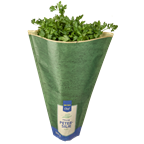 Petersilie glatt 300g