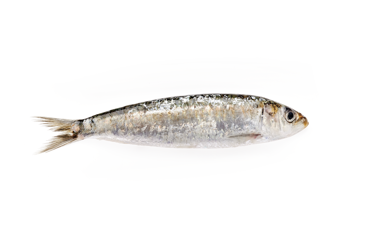 Sardina 12-14 piezas/kg FAO 27 Mediterráneo Mar Negro, al peso