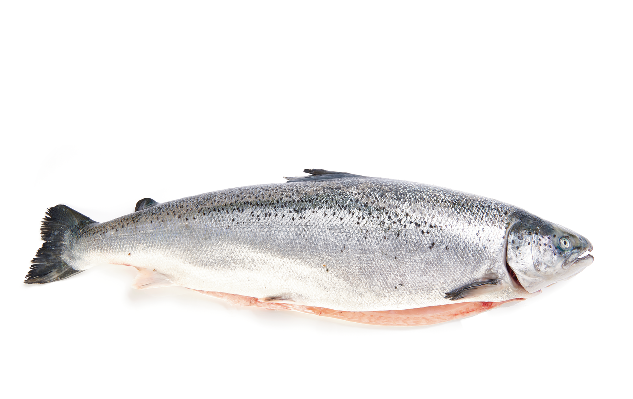 SALMON 7-8KG DE CRIA SIN MANIPULAR
