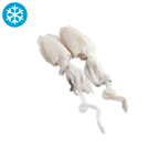 Alfrisa Sepia Marruecos 500/1000g 5kg