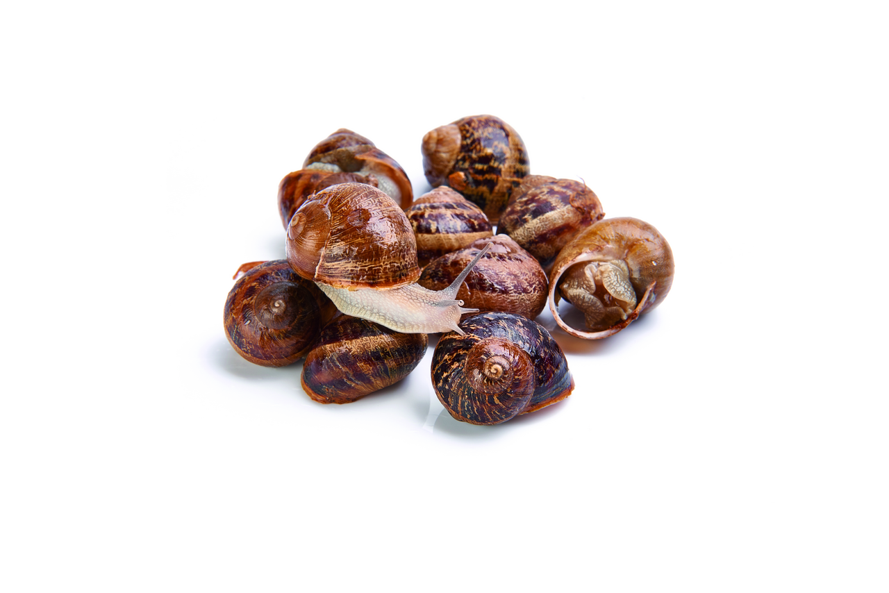 Caracol moro gordo vivo 1 Kg origen marruecos