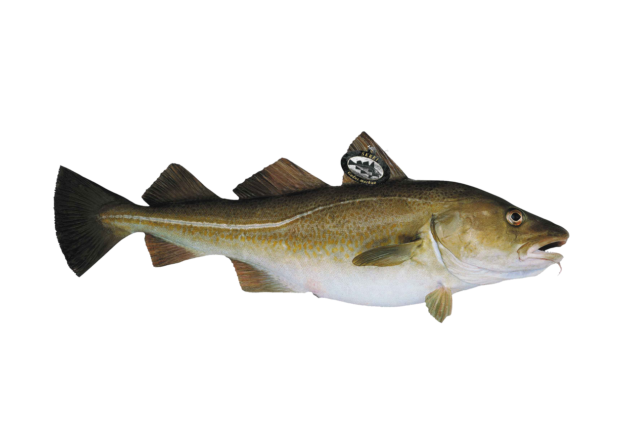 Bacalao skrei sin cabeza 4-6kg origen Noruega FAO 27 Atlántico Noreste certificacion MSC