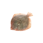 Rodaballo 2,5-3kg de Cria origen Portugal.