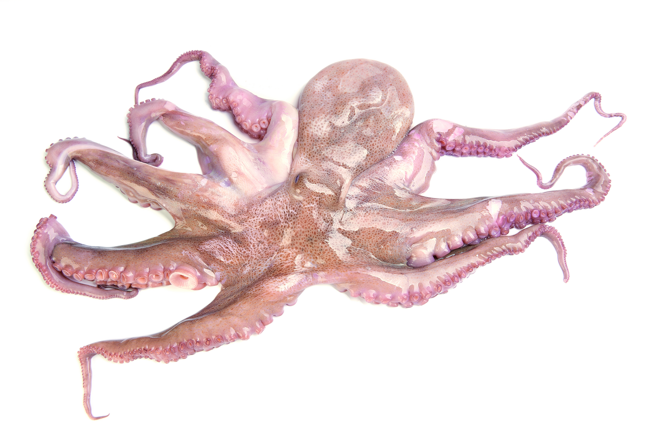 Pulpo vacío 0,8-1kg FAO 34 Atlántico Este Central