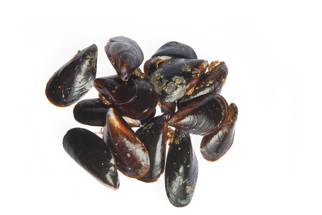 mejillón Roca 40-70piezas/kg FAO 37 Mediterráneo Mar Negro (1000 g aprox.)