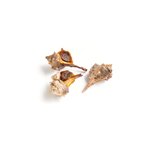 cañailla 70-80 piezas/kg origen FAO37 Mediterráneo Mar Negro