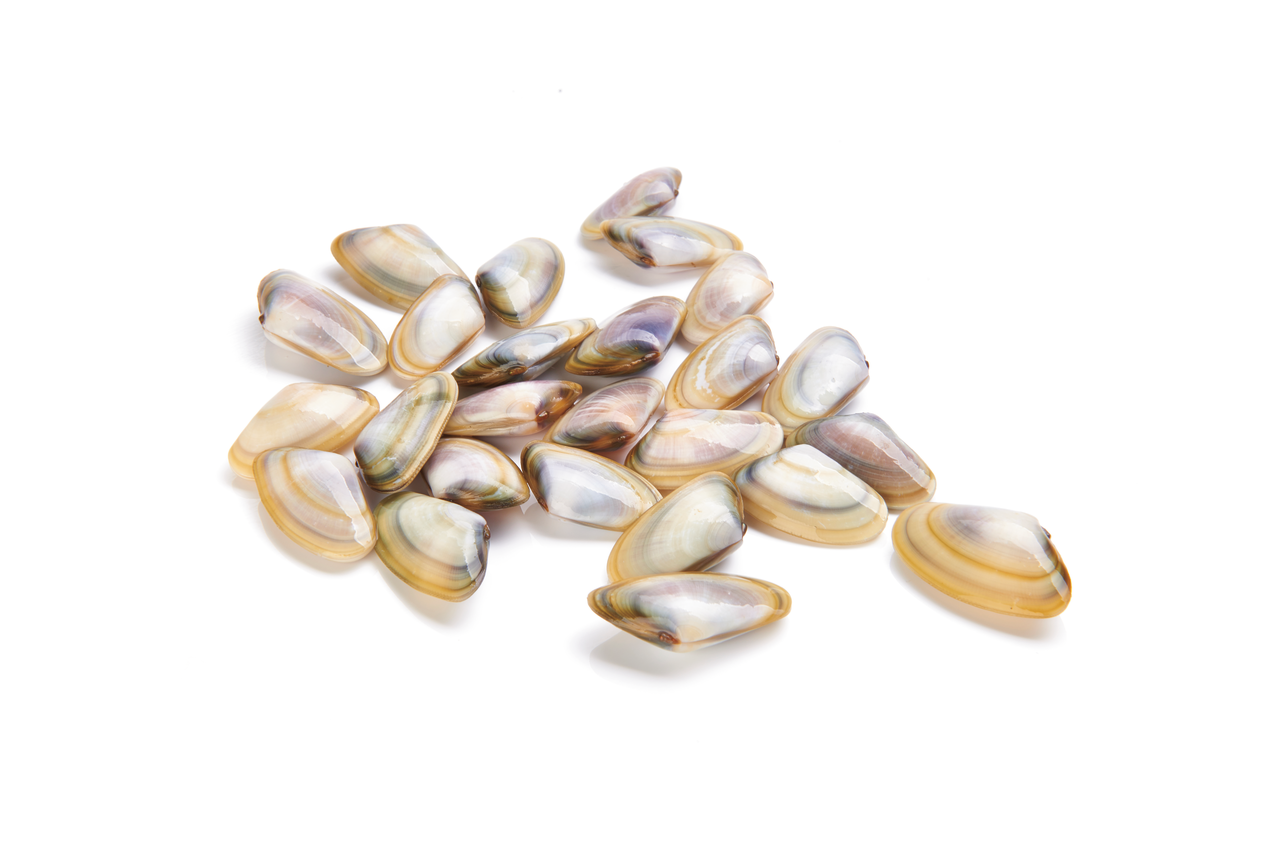Tellina bolsa 0,500 gr FAO 37 Mediterráneo Mar Negro