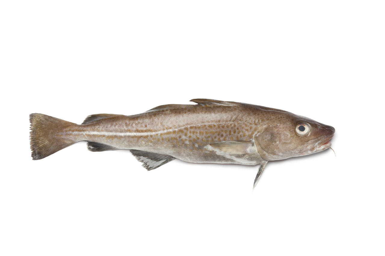 Bacalao sin cabeza 2-3 Kg origen Noruega