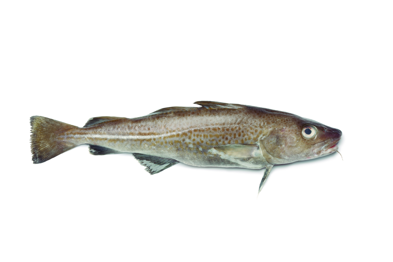 Bacalao Noruega +6kg Atlántico Noreste 27