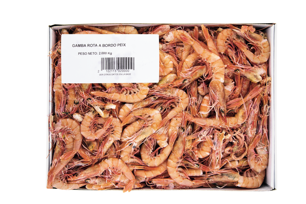 Octogamba Gamba rota