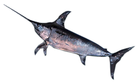 Pez Espada 30-60kg aprox. FAO 27 Atlántico Noroeste