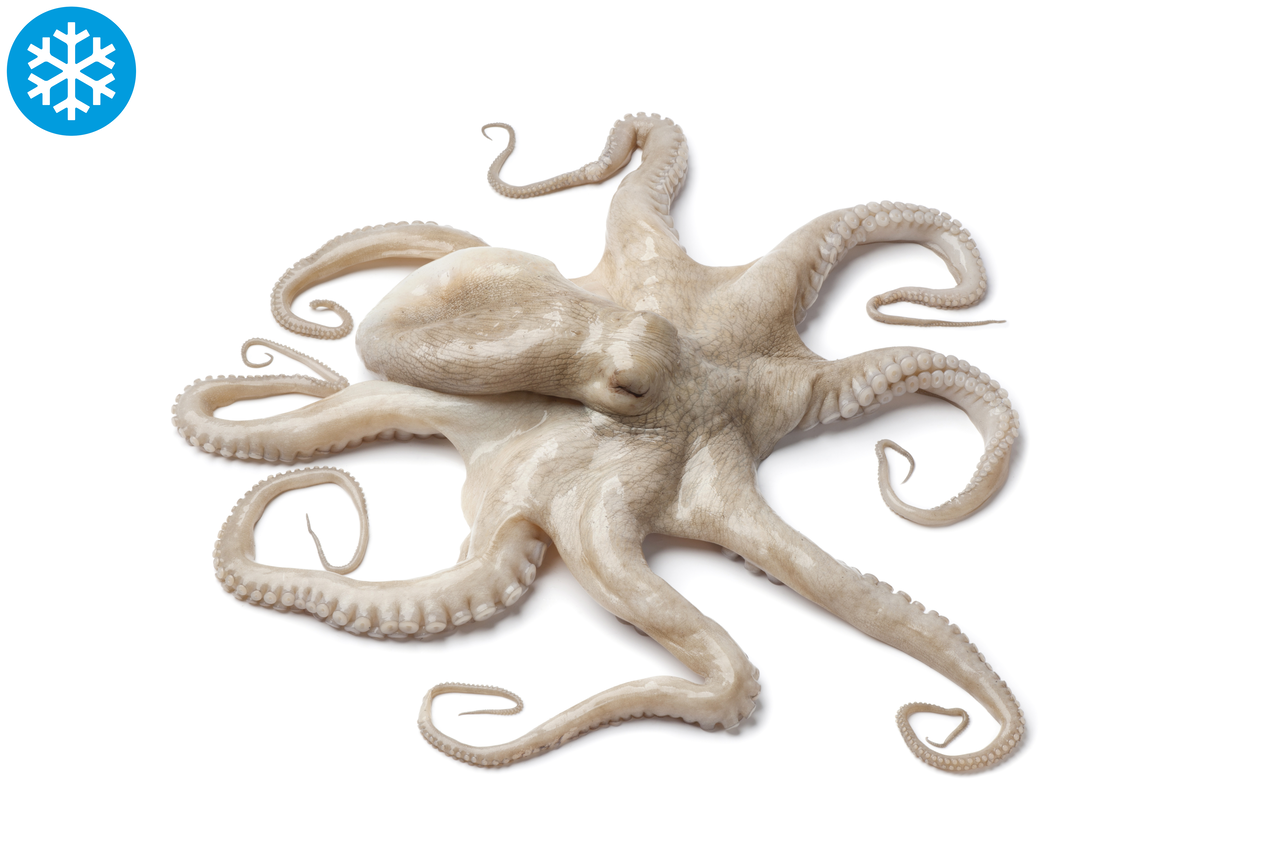 Pulpo De Lonja gallego grande 2/3Kg
