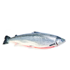 SALMON +9 DE CRIA SIN MANIPULAR	