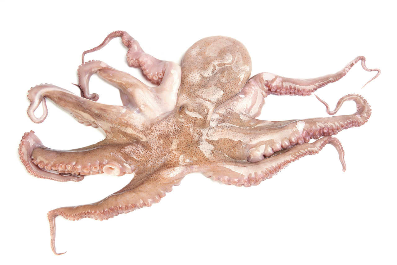 Pulpo cocido 0,8-1kg FAO 34 Atlántico Este Central