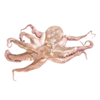 Pulpo cocido 0,8-1kg FAO 34 Atlántico Este Central