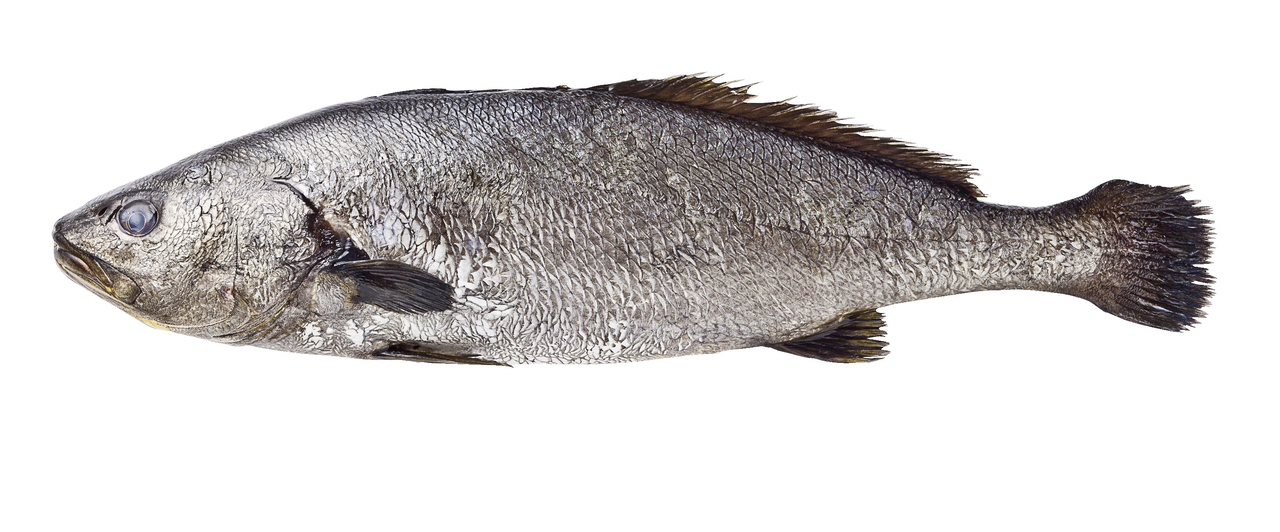 METRO Chef corvina acuicultura 6-8 kg origen España