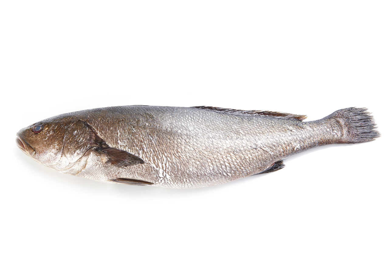 METRO Chef corvina calibre 0,8 a 1,5 kg acuicultura