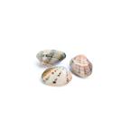 makro Chef almeja japónica 30-35 piezas/kg FAO 27 Atlántico Noroeste (1000 g aprox.)