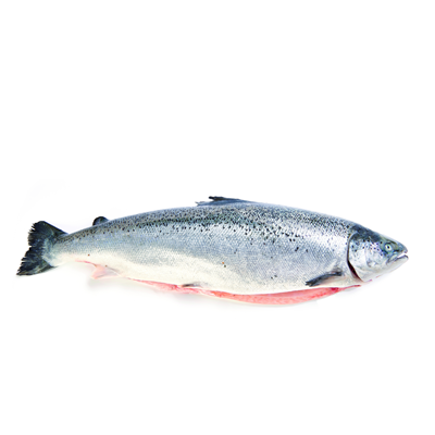 SALMON 5-6KG DE CRIA SIN MANIPULAR