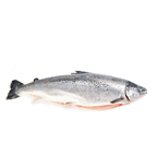 SALMON 8-9KG DE CRIA SIN MANIPULAR	