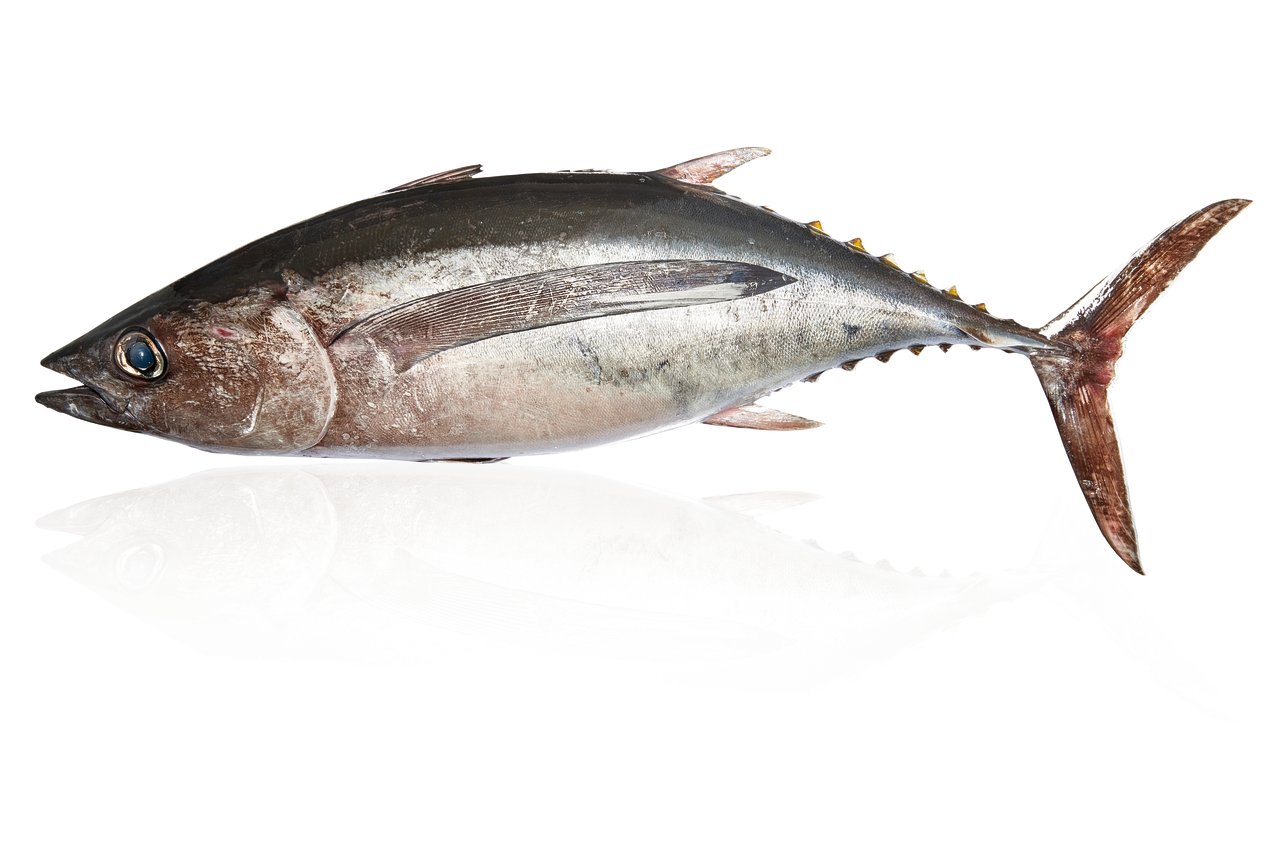 Bonito de 4 a 7 kilos origen FAO 27 Atlántico Noroeste certificadas MSC