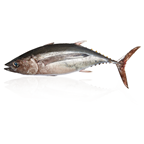 Bonito de 7 a 12 kilos origen FAO 27 Atlántico Noroeste certificadas MSC