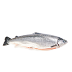Salmon 7-8kg de cria Origen Noruega