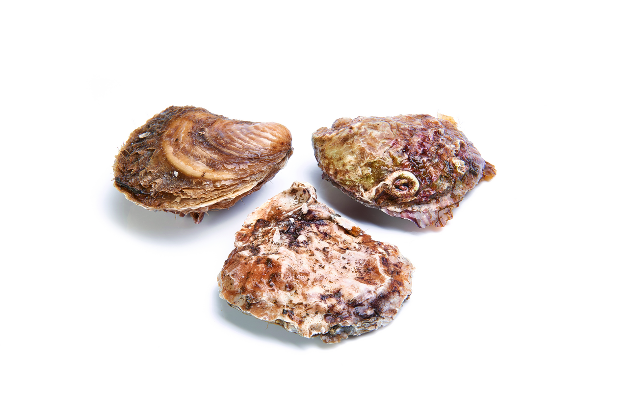 Ostra especial nº 2 12 pieza en caja de cria, origen Francia (1370 g aprox.)