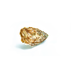 OSTRA FINE HCM Nº2 12P de cría, origen Francia (1800 g aprox.)