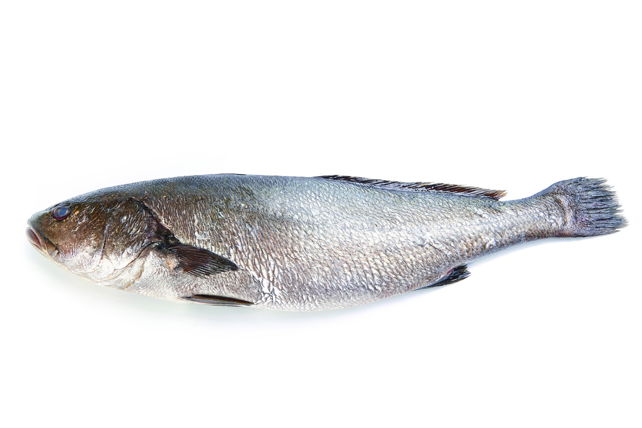 METRO Chef Corvina de acuicultura 4-5 Kg origen España