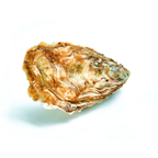 Ostra jolie cría n00 12 piezas/c Francia