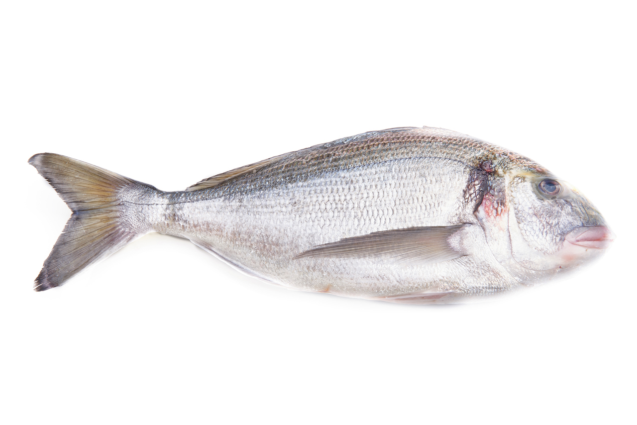 DORADA 0,2-0,3 KG DE CRIA SIN MANIPULAR