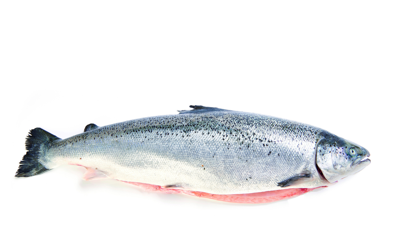 SALMON 5-6KG DE CRIA MANIPULADO