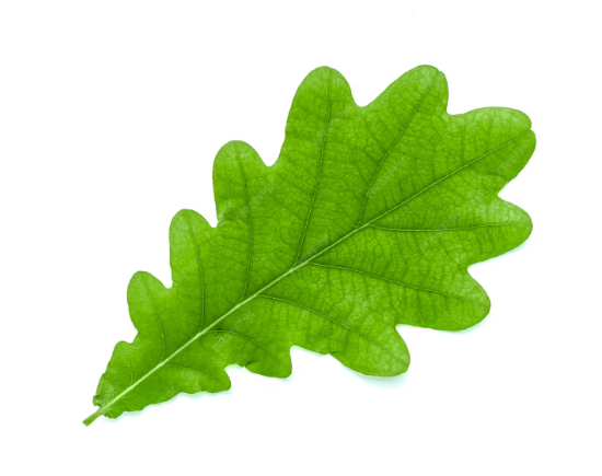 Hoja de roble caja