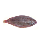 LENGUADO 0.4-0.6 KG DE CRIA PT